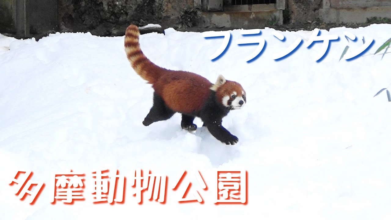 24.02 多摩動物公園 レッサーパンダ フランケン 雪は楽しい♪