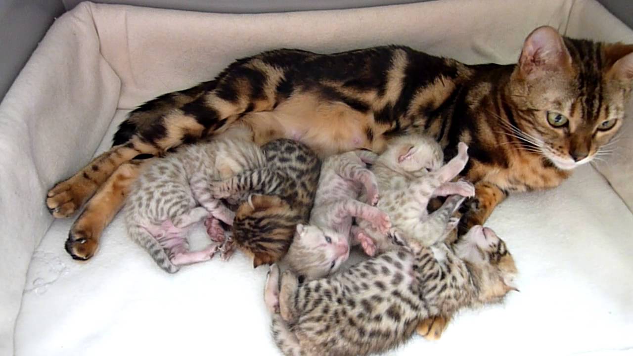 Bengal kittens happy family