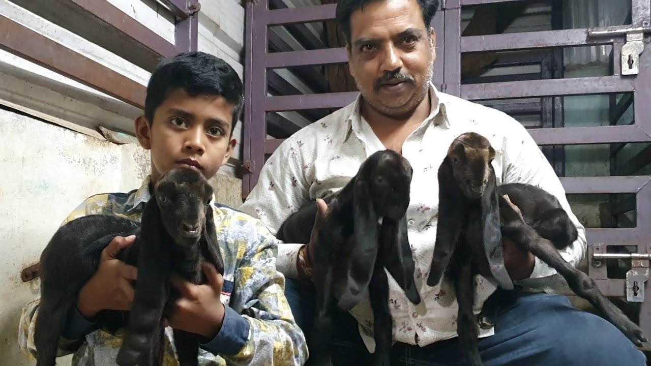 S F Goat Farm | Old Hyderabadi Breeding Setup | Syed Fareed Hyderabad.