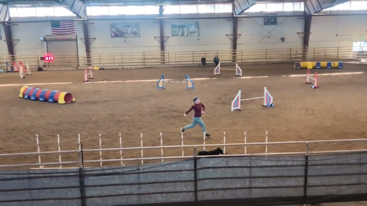 Sprocket Agility Debut UKI beginner jumpers NFC 1-12-2026