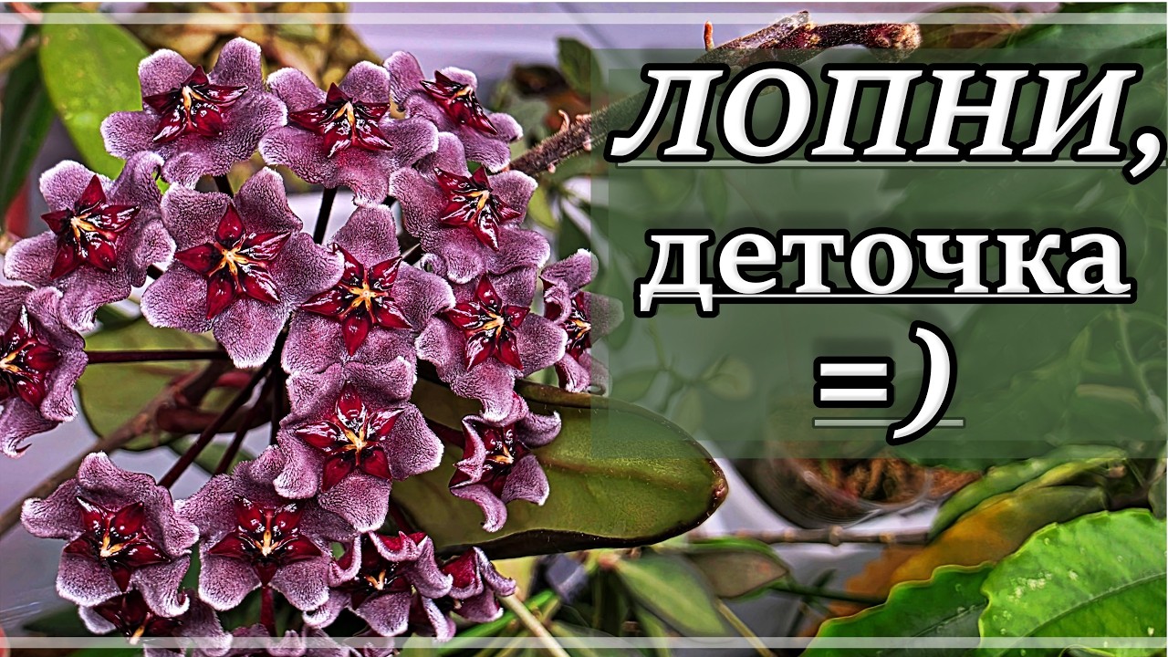Большой Обзор ЦВЕТУЩИХ ХОЙ, Орхидей и Антуриумов. Хойи цветут ЗИМОЙ?