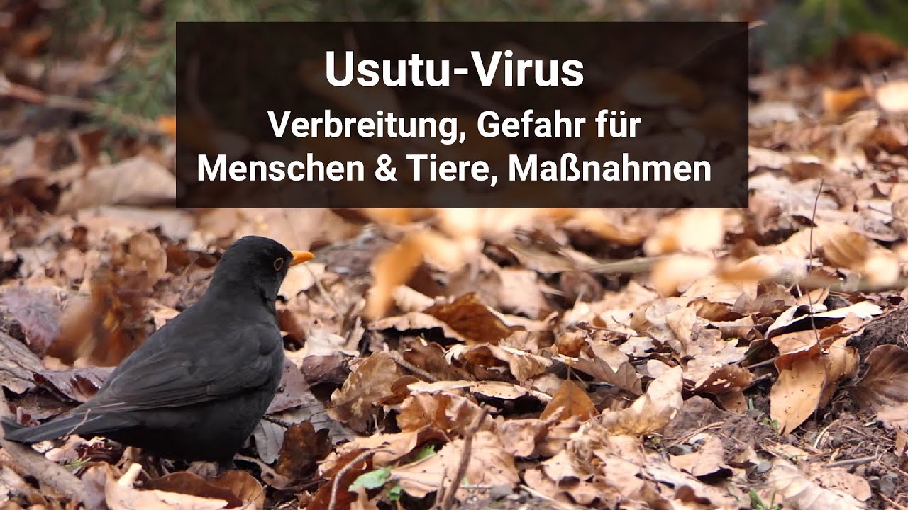 ☠️Usutu-Virus🐦😥| Verbreitung|  Gefahr für Menschen & Tiere| Maßnahmen|Amselsterben| Amsel Krankheit
