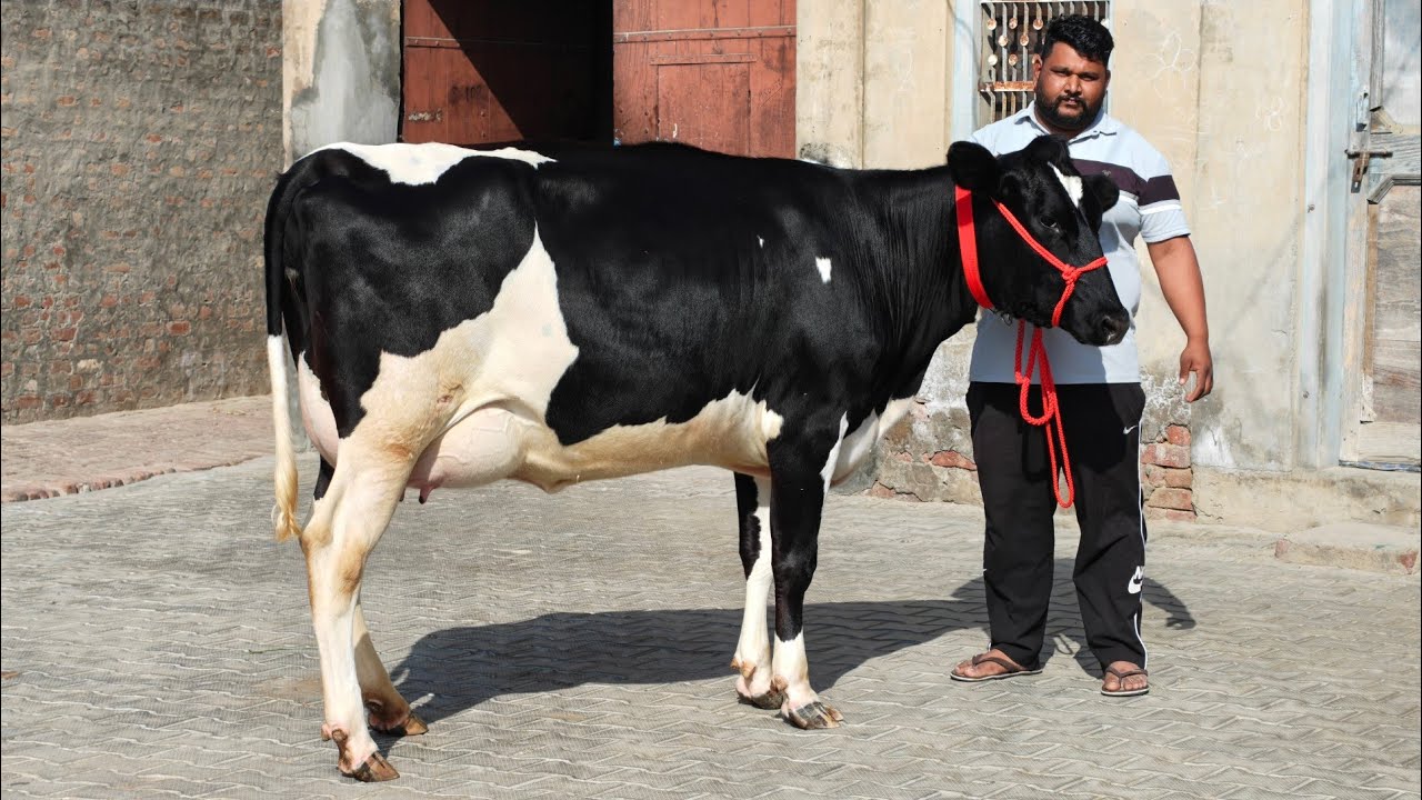 3 Cows for sale, 3 ਗਾਵਾਂ ਵਿਕਾਊ 