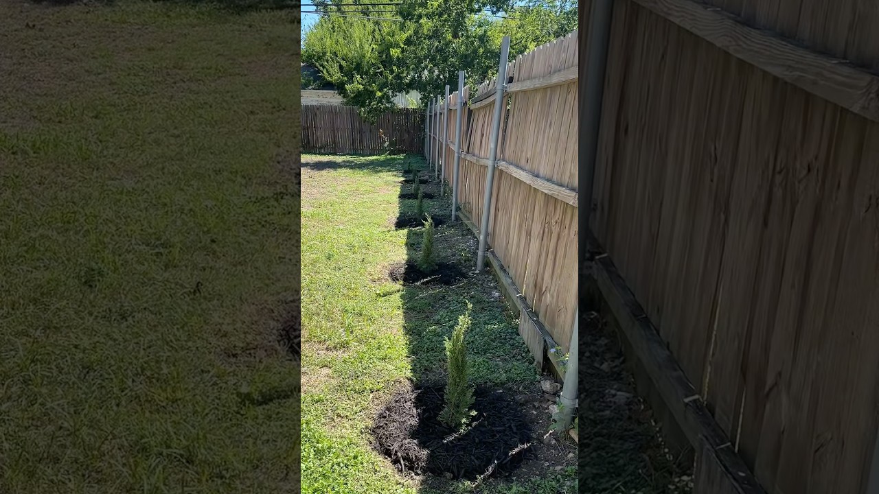 Finally decided to spruce up our Italian Cypress trees 🌲🫶🏼🪵 #trees #italiancypress #mulch