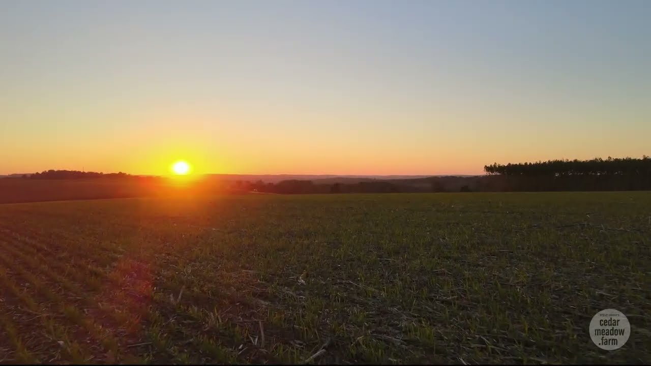 Cover crops at sunset.