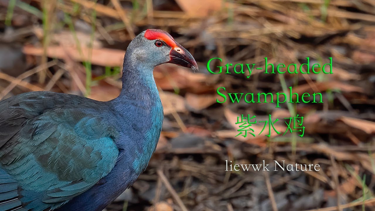preening... Gray-headed Swamphen, 紫水鸡, 灰頭紫水雞, Porphyrio poliocephalus, Porphyrio poliocephalus