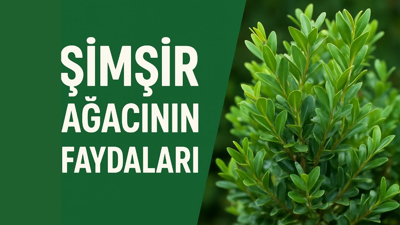 ŞİMŞİR AĞACI FAYDALARI/ŞİMŞİR AĞACININ TIBBİ KULLANIMLARI/ŞİMŞİR AĞACI TARİHİ VE SANATSAL KULLANIMI