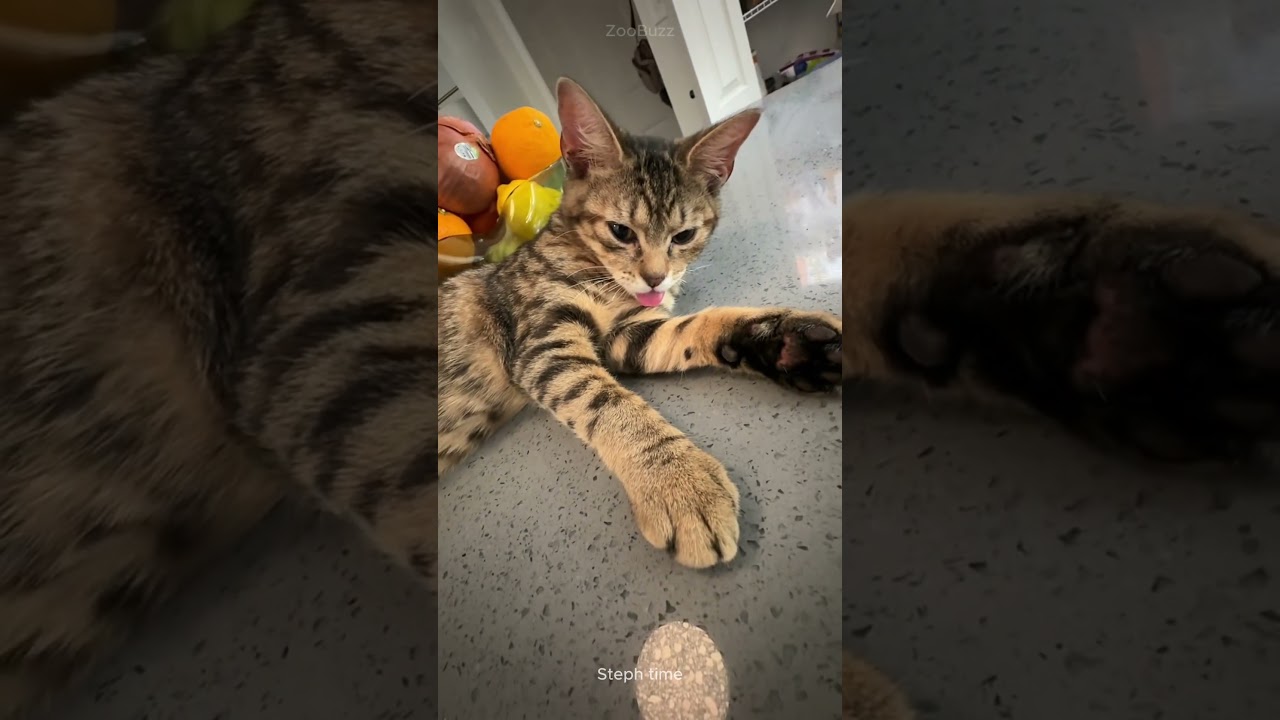 Why Do Cats Blep? The Adorable Truth Behind the Tongue! 😸👅 #cat