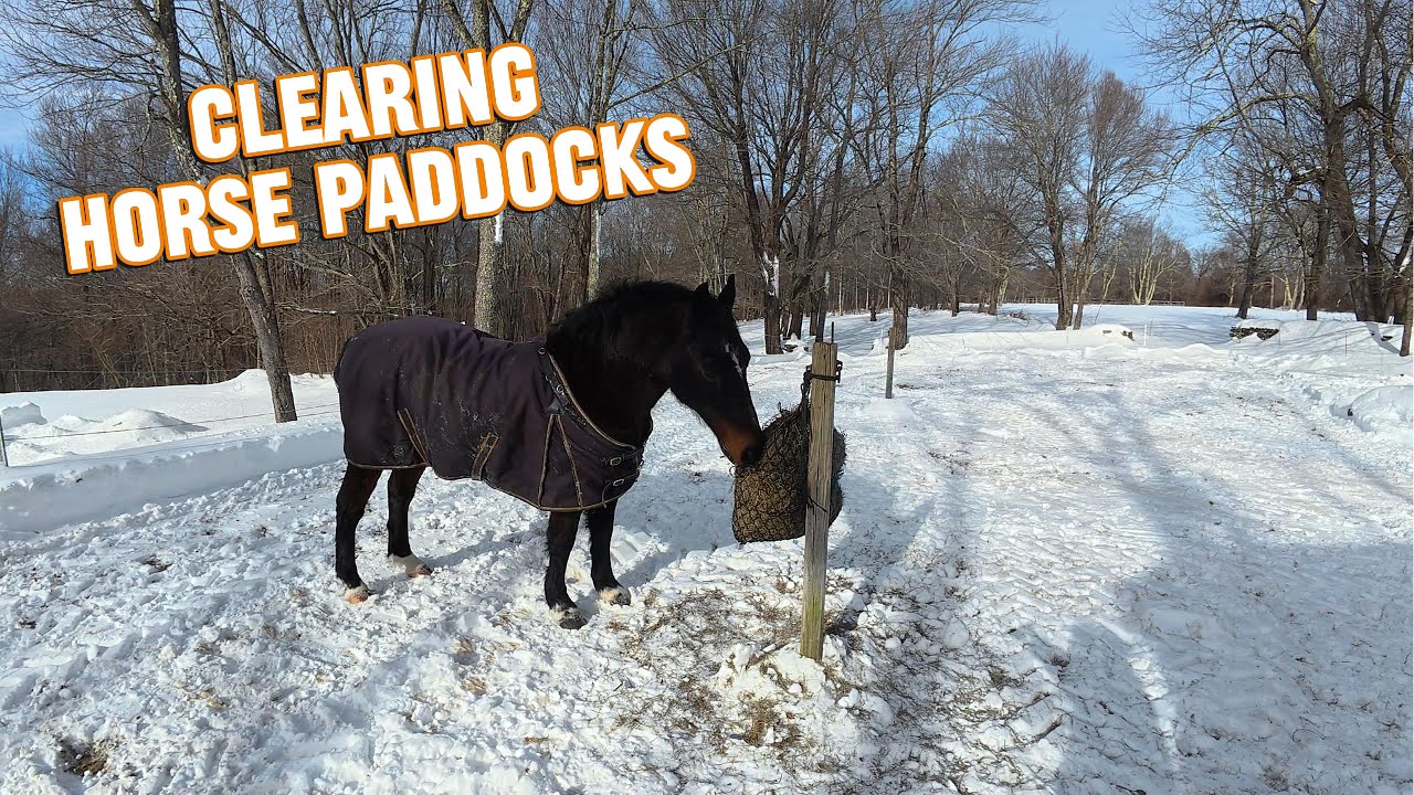 Cleaning Horse Paddocks For Gunny