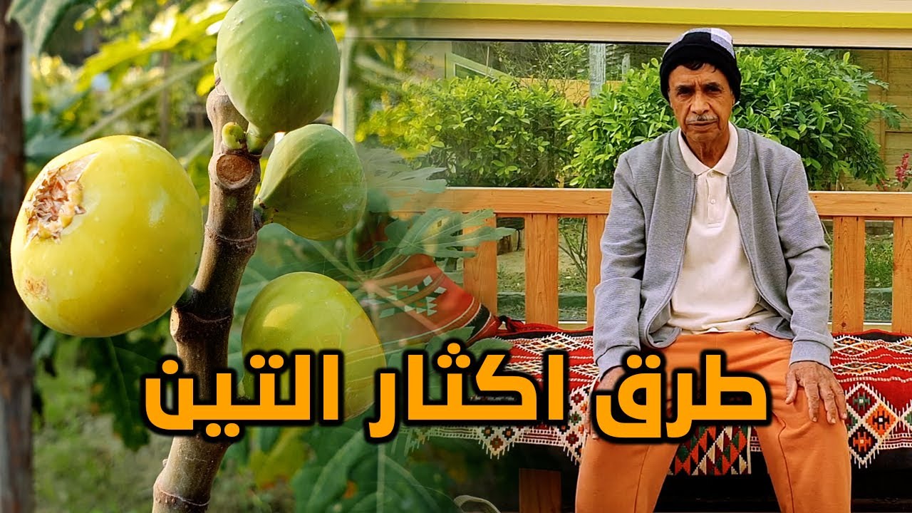 طرق اكثار التين و العناية بالشتلات The ways to fig trees propagation