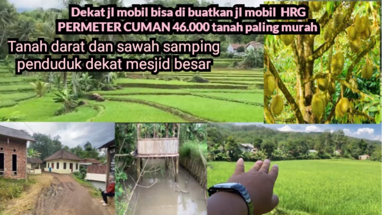 Jual sawah dan darat L:7.300m2 Rp.320juta akses mobil durian bagus dekat penduduk dan mesjid besar 
