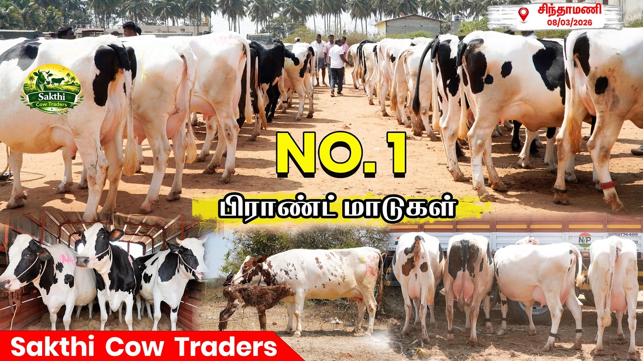 No.1 பிராண்ட் குவாலிட்டி Breed மாடுகள் @SakthiCowTraders #cow