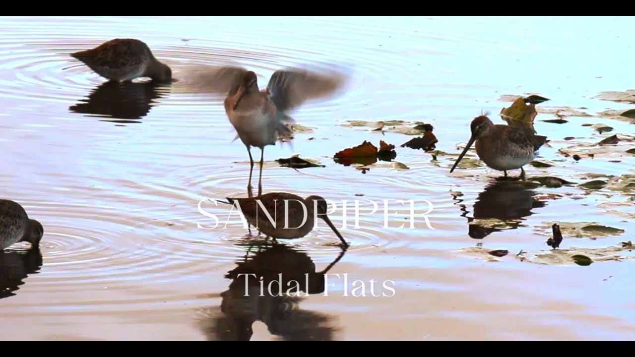 Sandpiper Tidal Flats | Shorebirds | Survival | Canon EOS Rebel T 650D with Canon EF 70-300mm