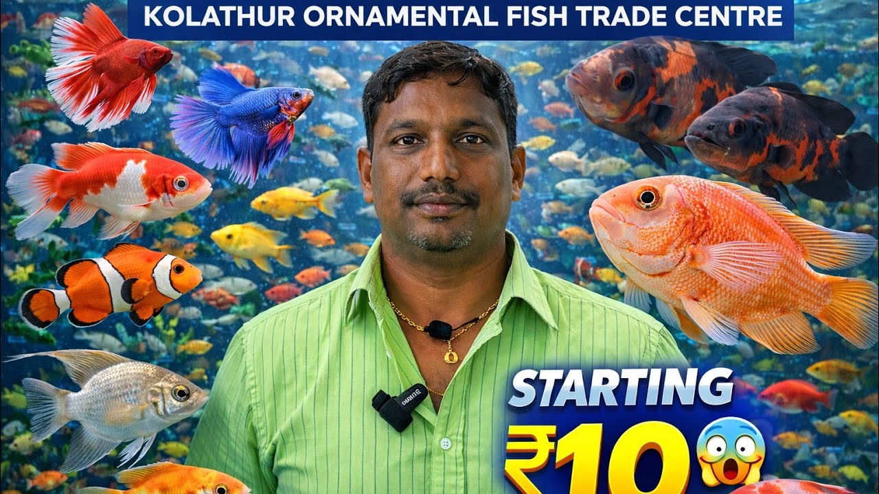Kolathur Fish Market Tour 2026 🐠 Aquarium Fishes & Accessories Prices | Madras Junction Vlog