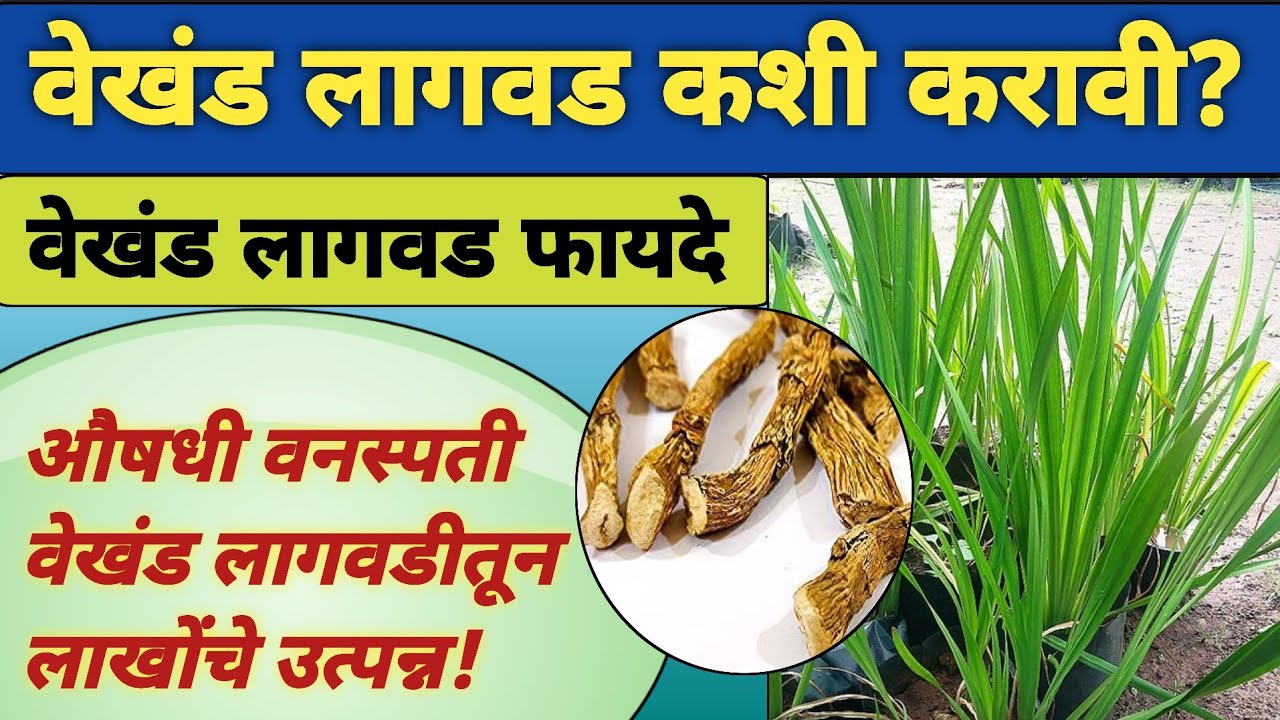 वेखंडाची शेती कशी करावी? | Vekhand Kase Lavave | Vekhand Che Fayde | Vekhand Powder Use