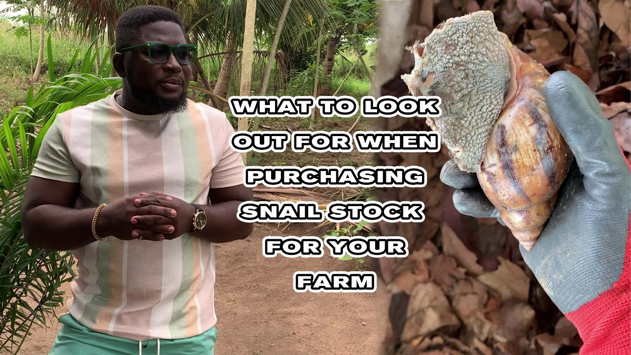 How to purchase snail stock for your farm
