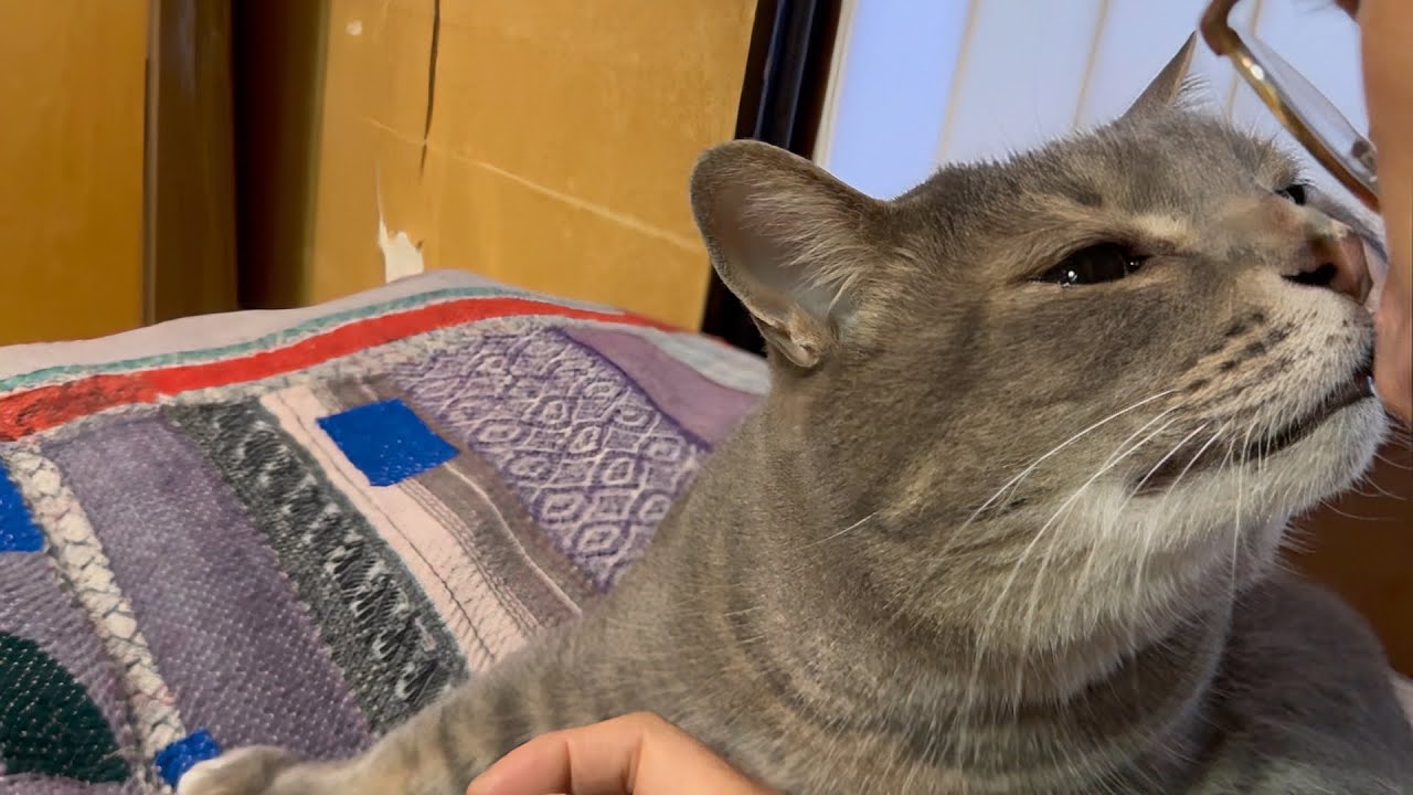 朝ごはんを食べに2階に上がり.. おじいちゃんに挨拶してからカリカリを完食して.. デザートも順に食べてまだ物足りなくて.. 仏壇の上からベッドにジャンプしておばあちゃんと戯れる猫・・・