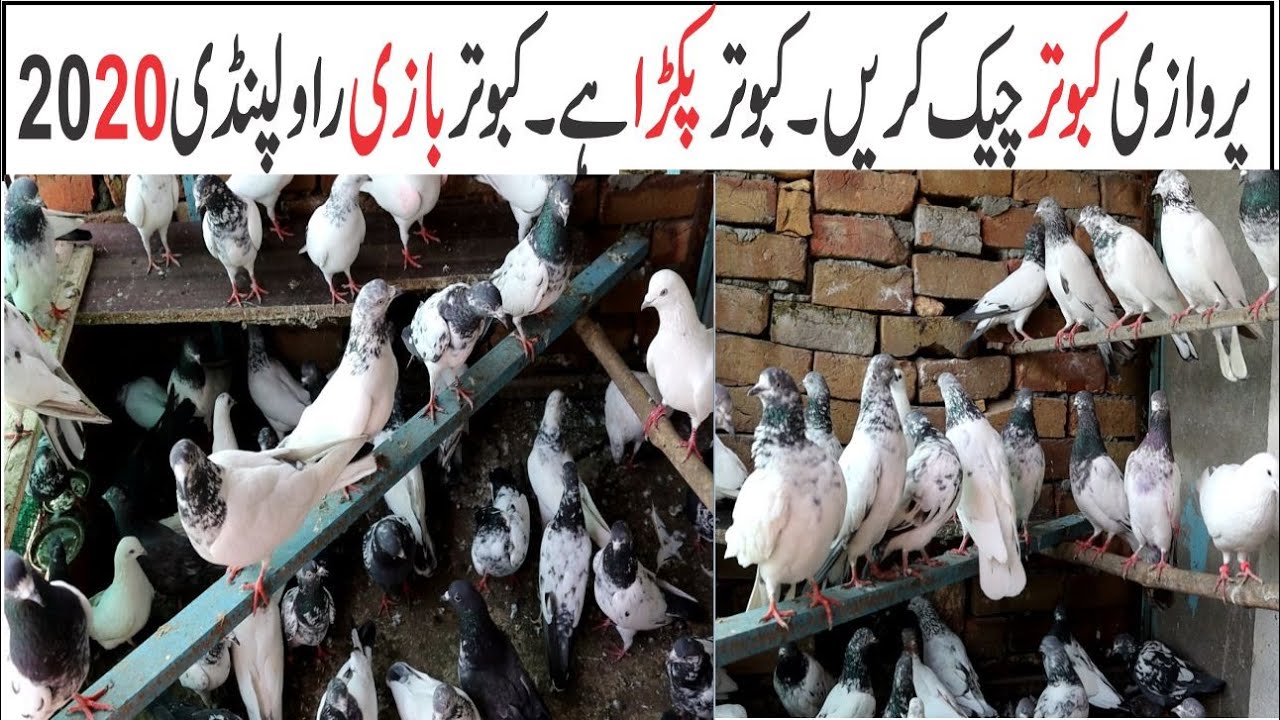 Kabootar Pakra Hai !! Highflying Pigeons !! Kabotar bazi rawalpindi 2020