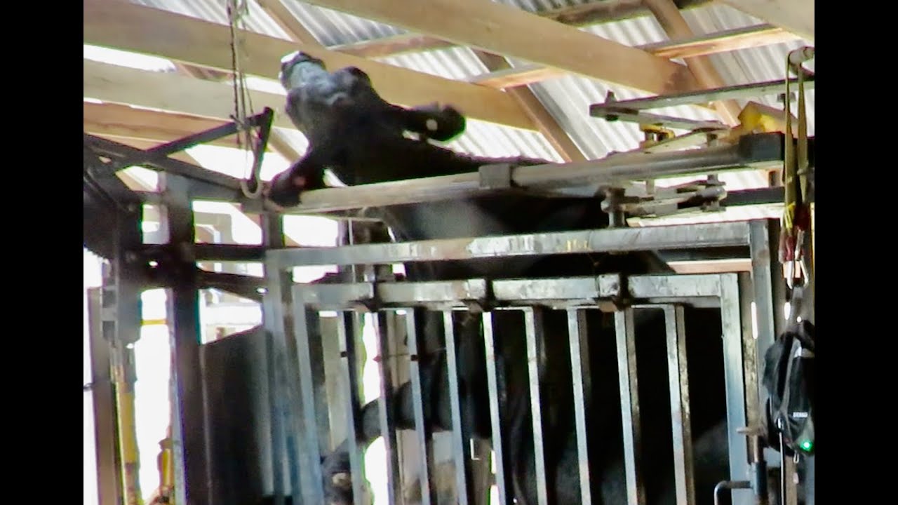 WATCH Silencer Cattle Crush SOLVE every-day problems with its Low Stress Cattle Handling Equipment