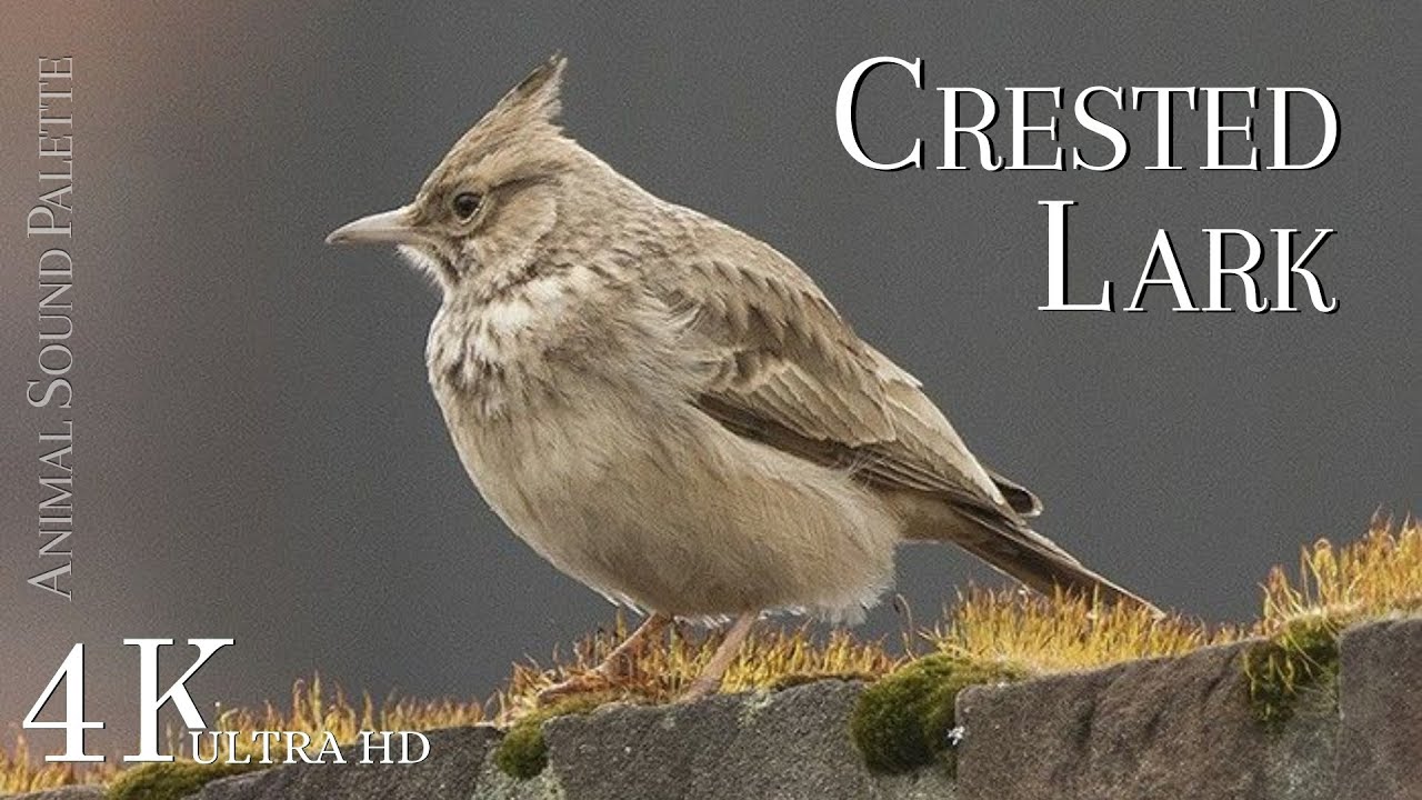 BIRD SOUNDS * Crested Lark (Galerida Cristata) * Animal Sounds Palette * 4K Ultra HD