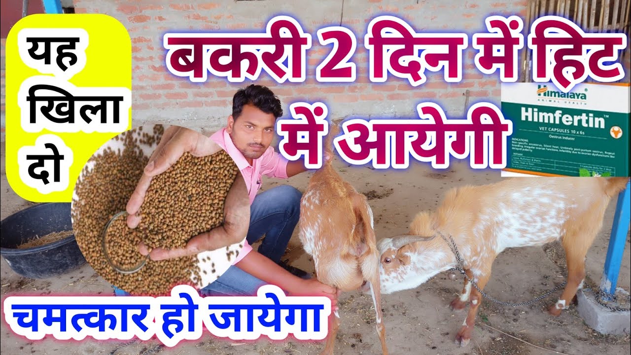 बकरी 2 दिन में आएगी हिट में || bakri ko heat mein laane ka tarika