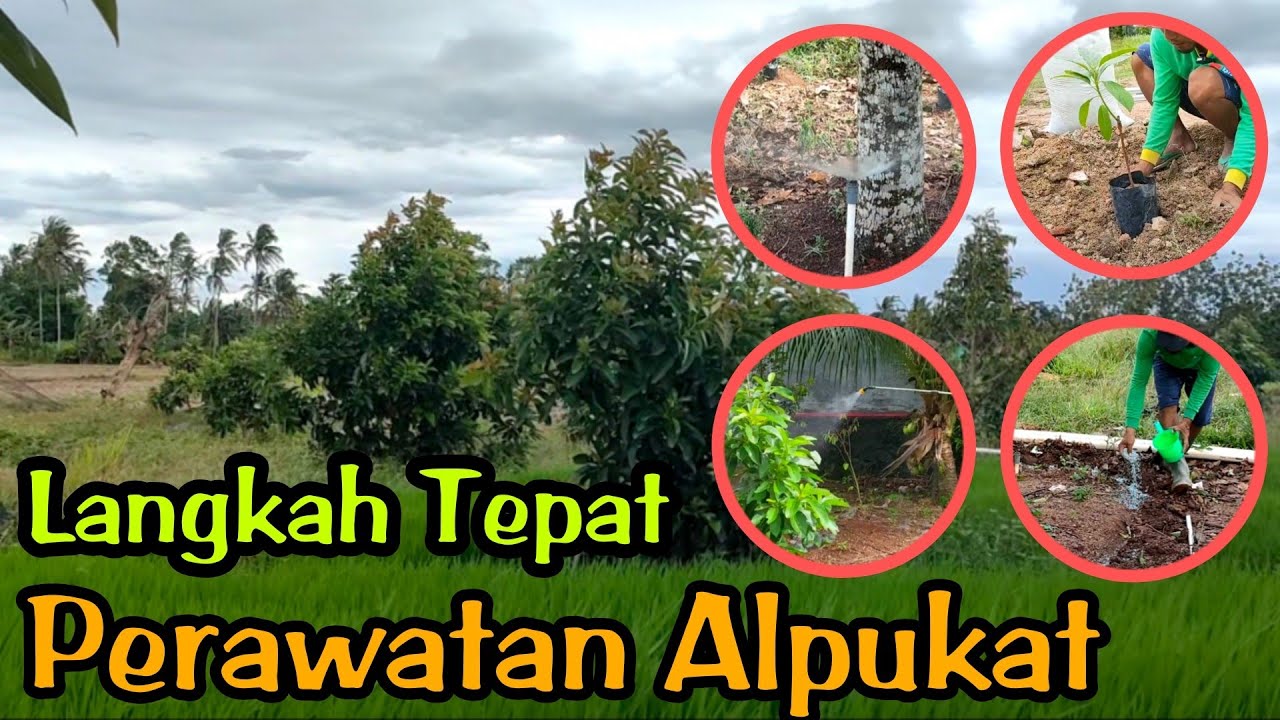 Cara Tepat Perawatan Alpukat Setelah Tanam Sampai Usia 1 Tahun