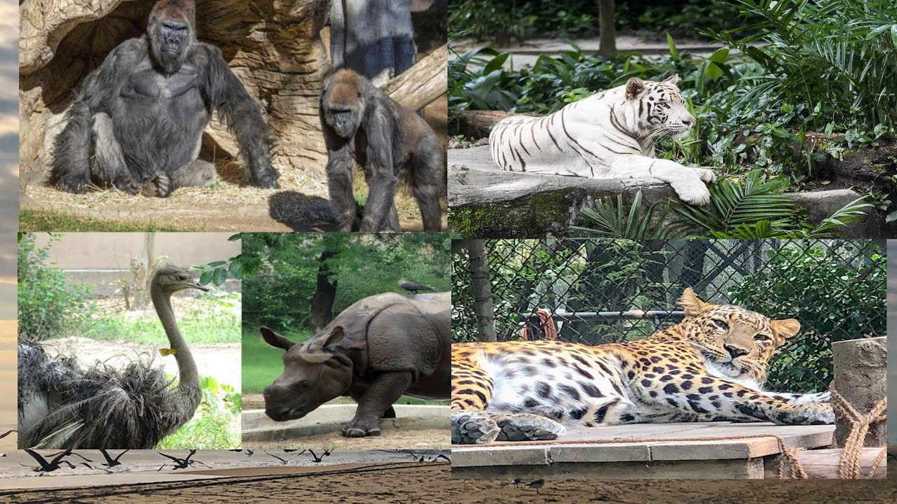 National Zoological park in || Delhi || ❤️🤩