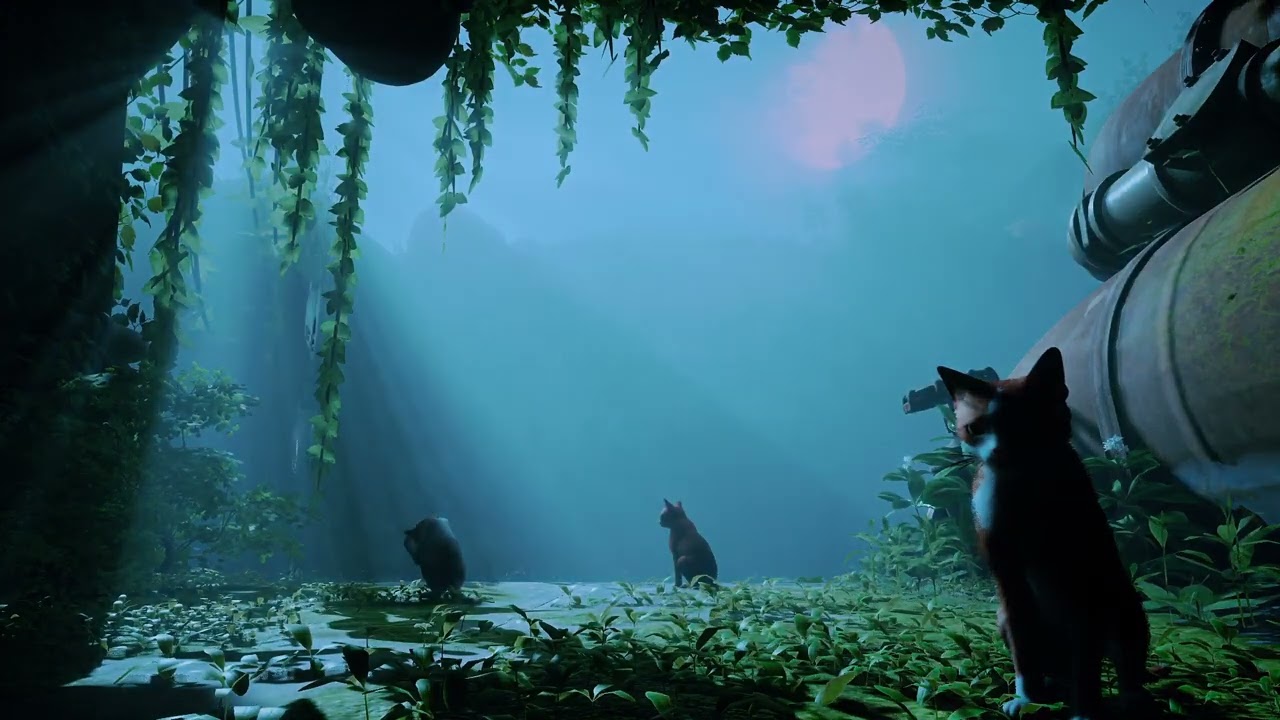 Stormy Night || Stray Ambience
