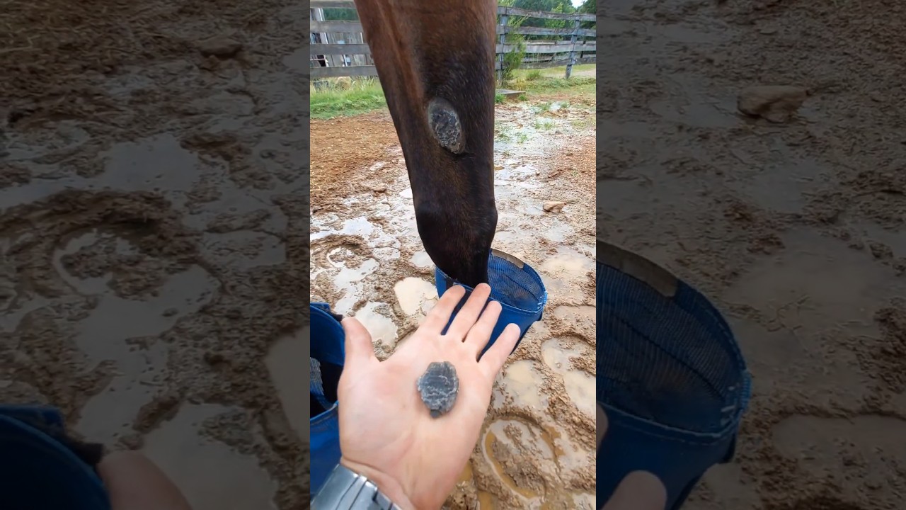 Peeling Stubborn Horse Chestnut 