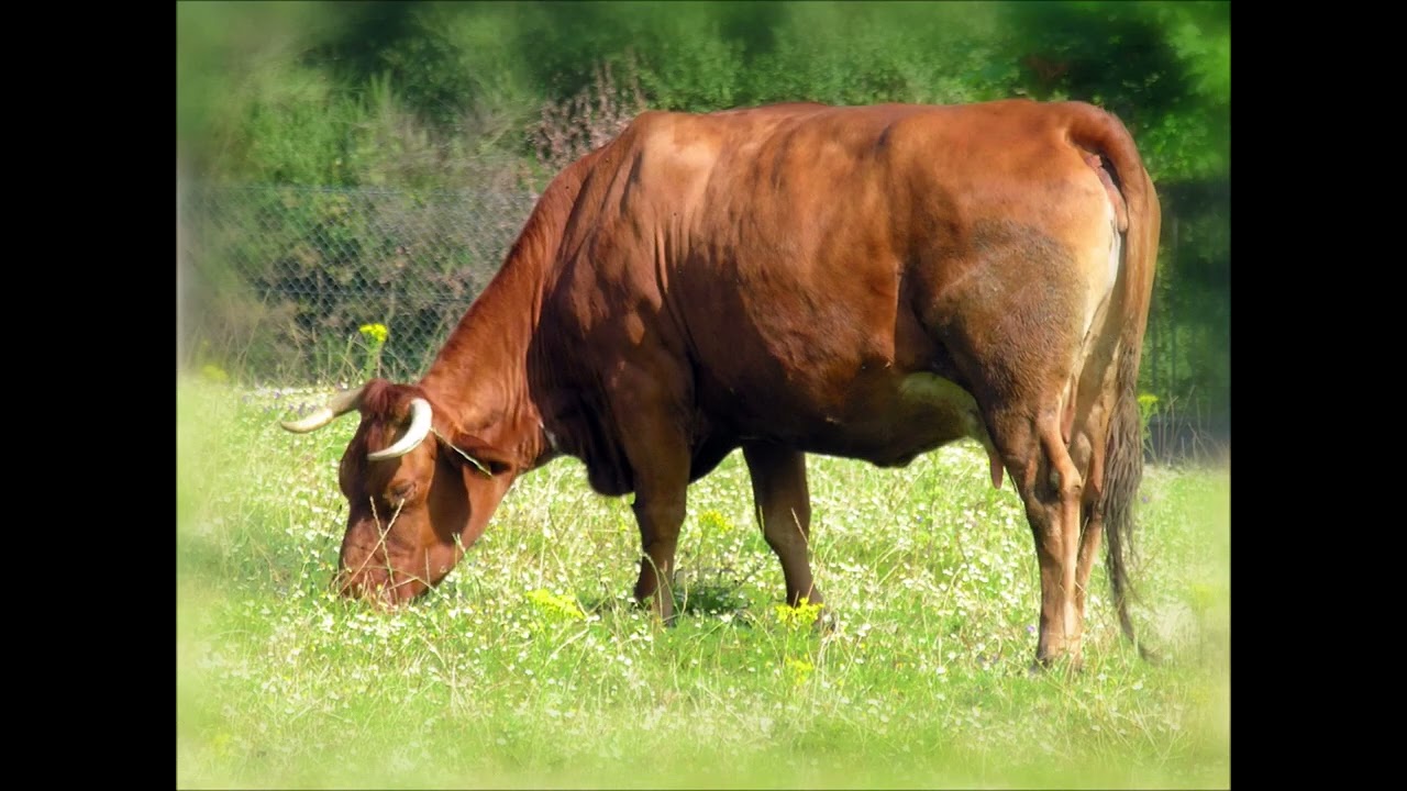 Vaca pirata