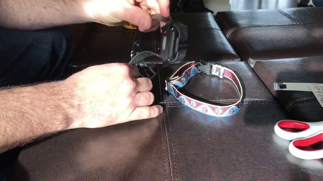 Changing remote collar strap to Lupine collar