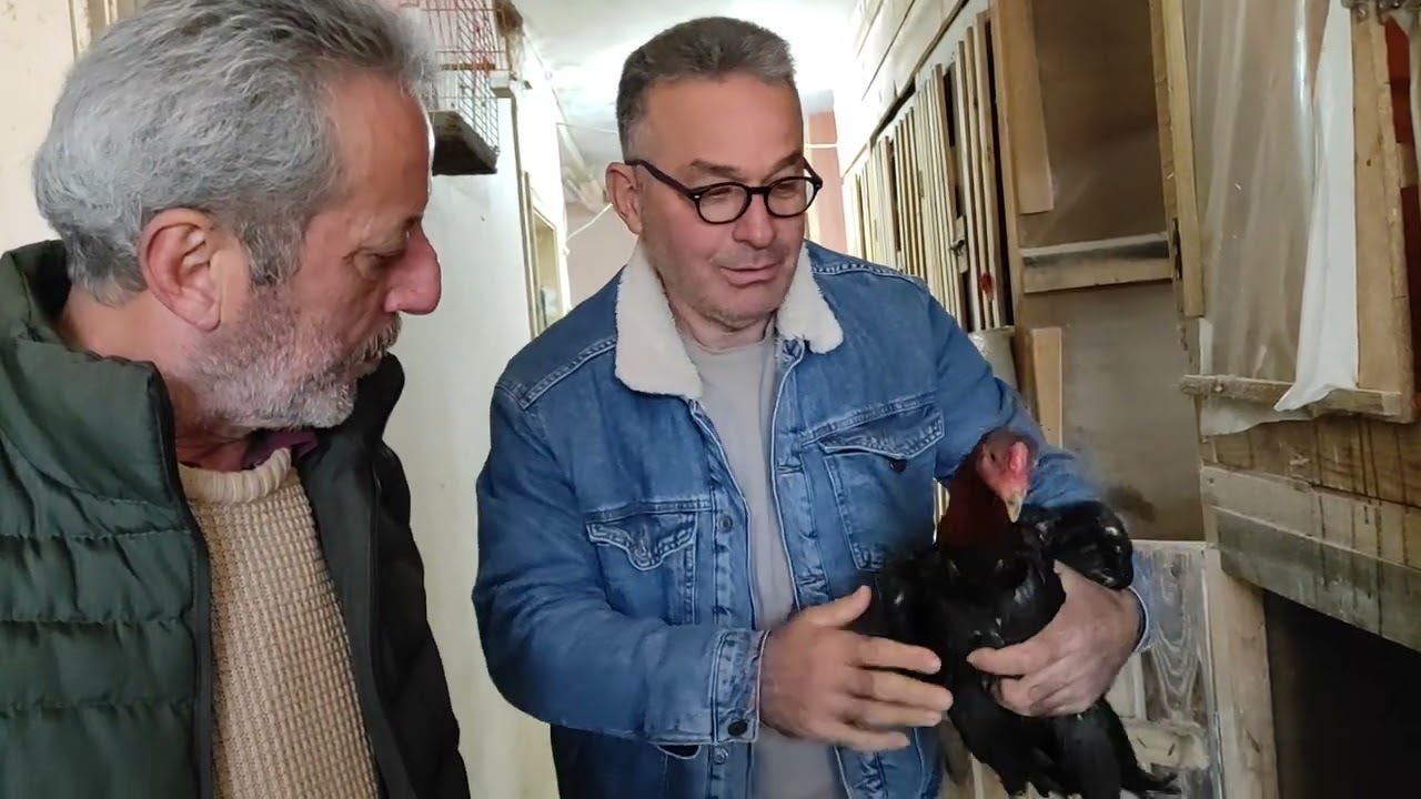 /// VİDEOLARI İZLEYİNCE TAVUK ALMAYA GELEN KARDEŞLERİMİZ ///