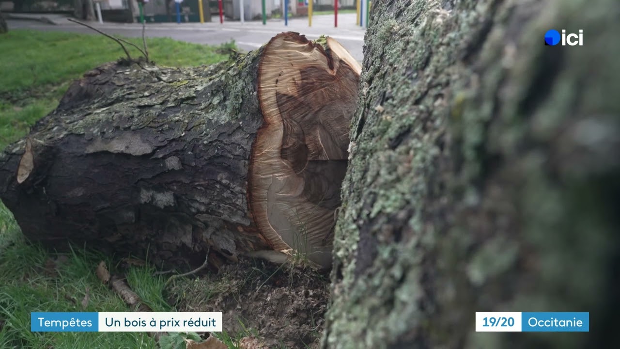 Tempête Nills : ce village recycle ses arbres déracinés en bois de chauffage accessible pour tous