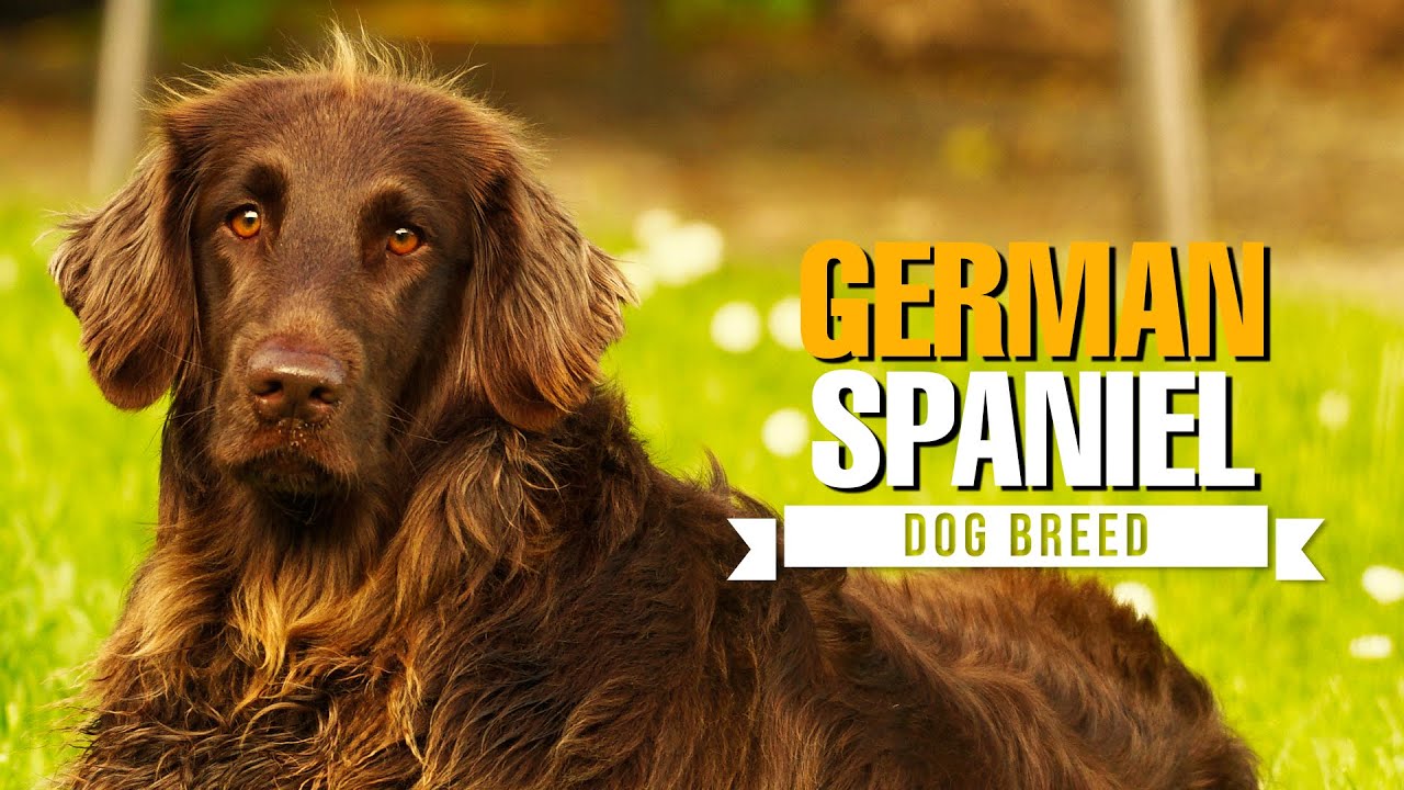 Deutscher Wachtelhund (German Spaniel) - Everything You Need to Know - The Ultimate Hunting Dog