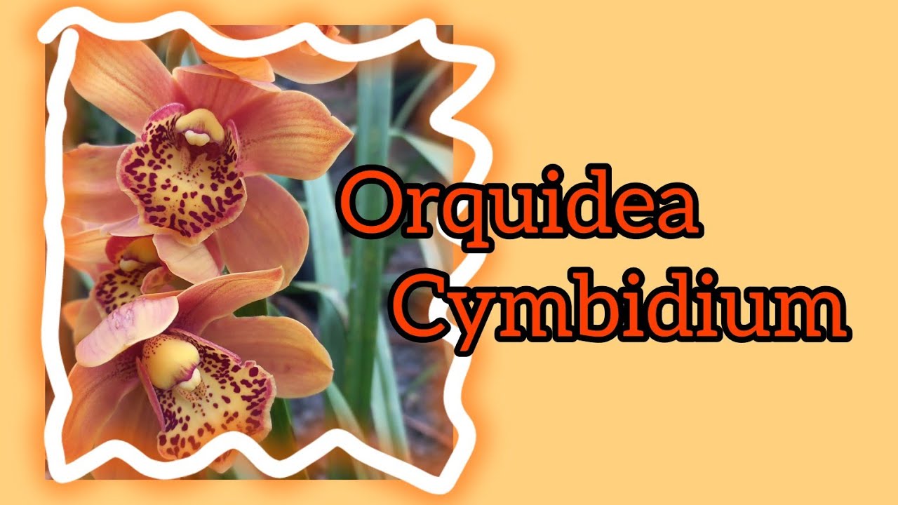 as HASTES  florais das minhas CYMBIDIUM estão  evoluindo