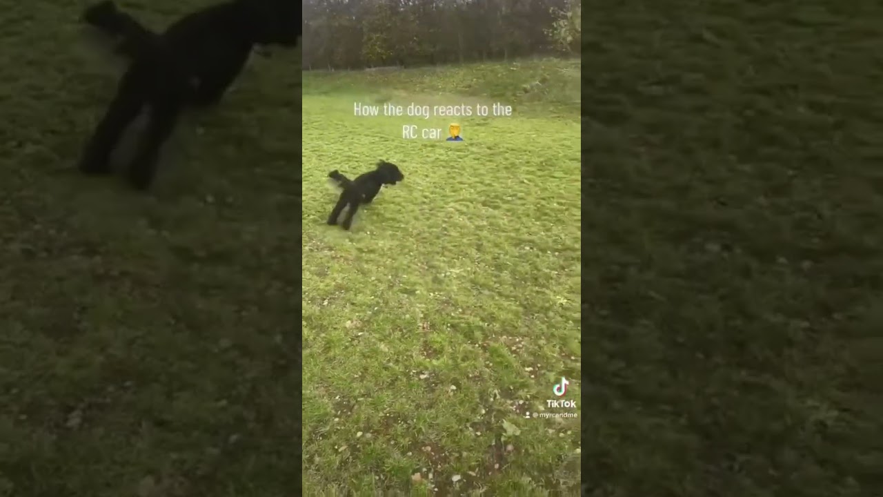 How the dog reacts to the rc car!!🤦&zwj;♂️😭😂 #subscribe #rccar #rcfun #viral #fun #rclife #rclover