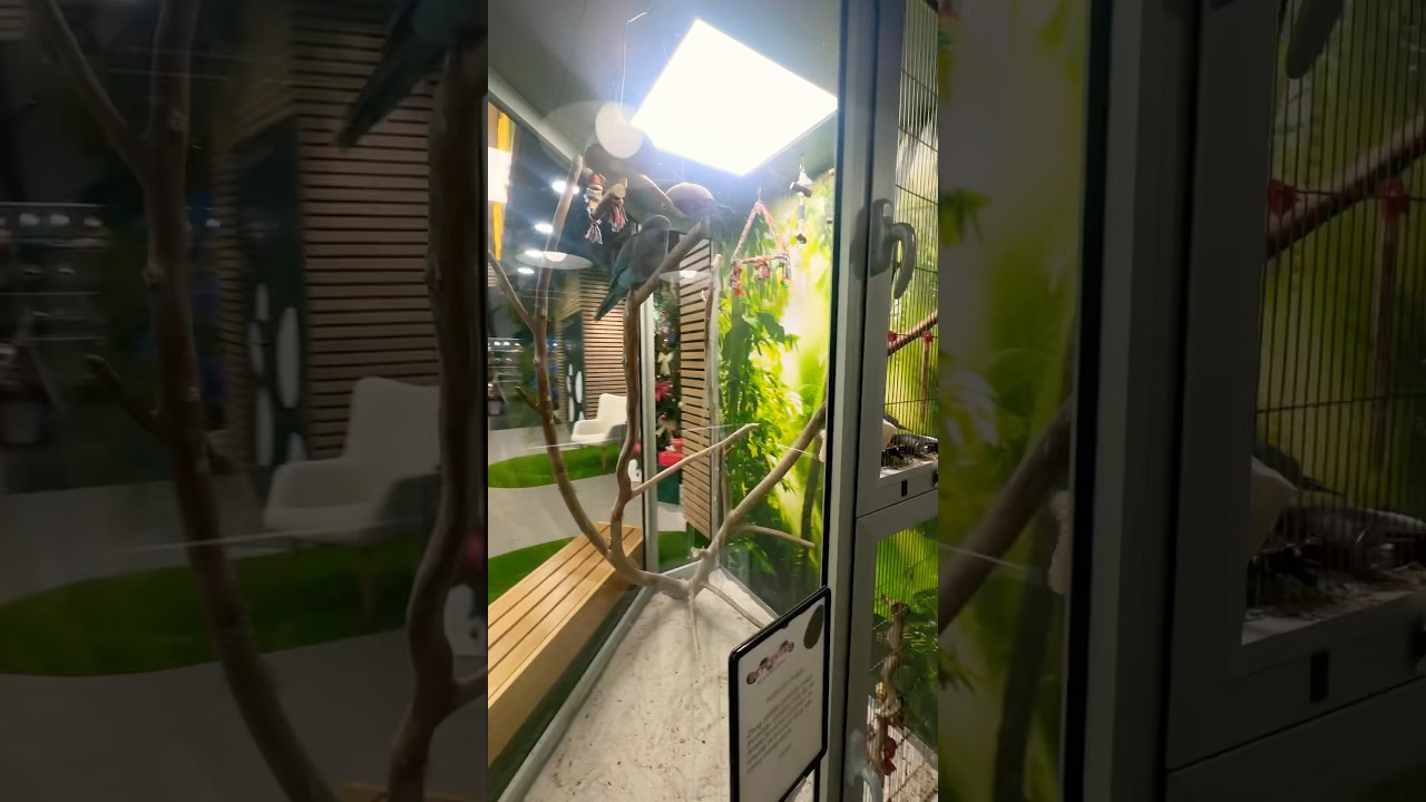 I like this shop 🦚 