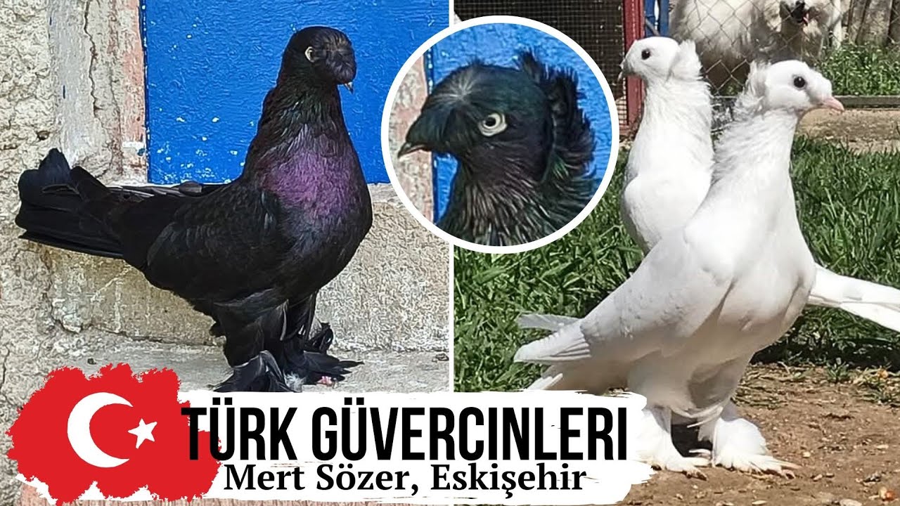 ORIGINAL ⭐️🥇 Голуби Турции г. Эскишехир | Amazing pigeons of Turkey | Orijinal güvercinler
