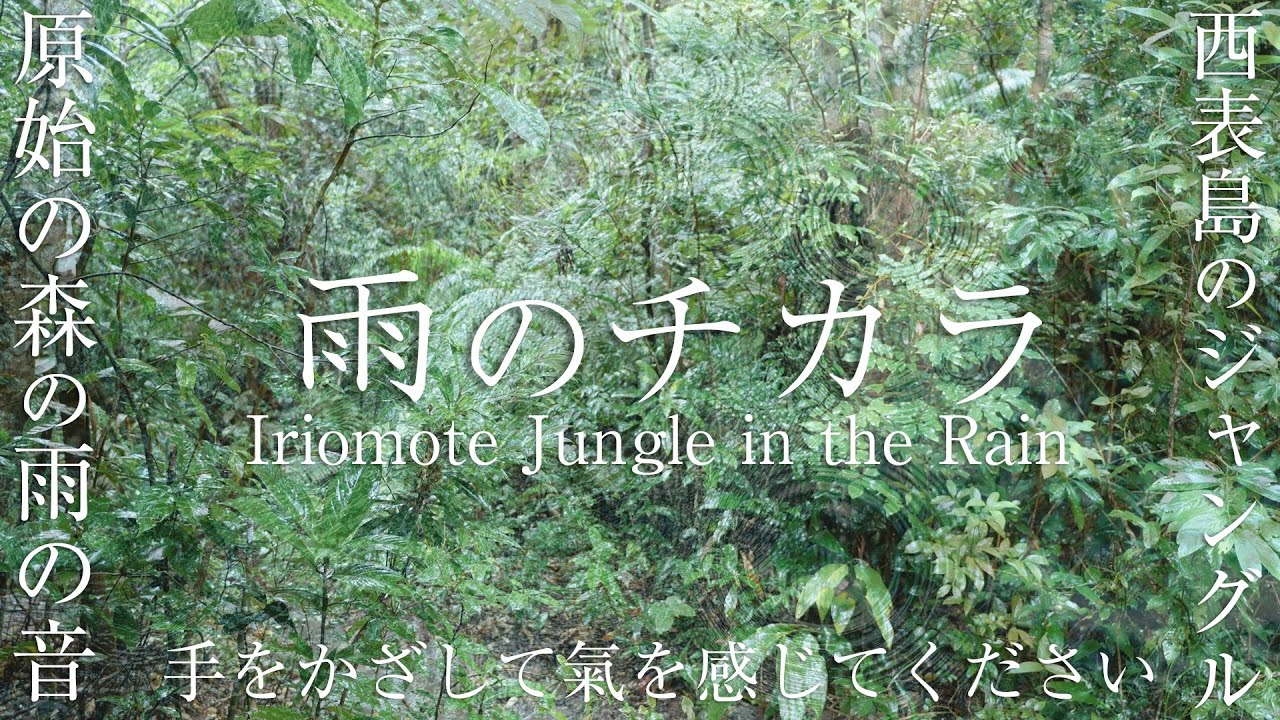 【雨の浄化と原始の森】西表島ジャングルの雨の音を聴くだけでリラックス＆エネルギーチャージできる波動のパワースポット自然音【グラウンディング】Iriomote jungle in the rain