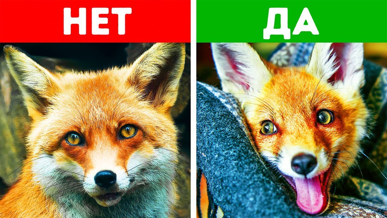 10 Экзотических Животных, Которых Можно Завести Дома