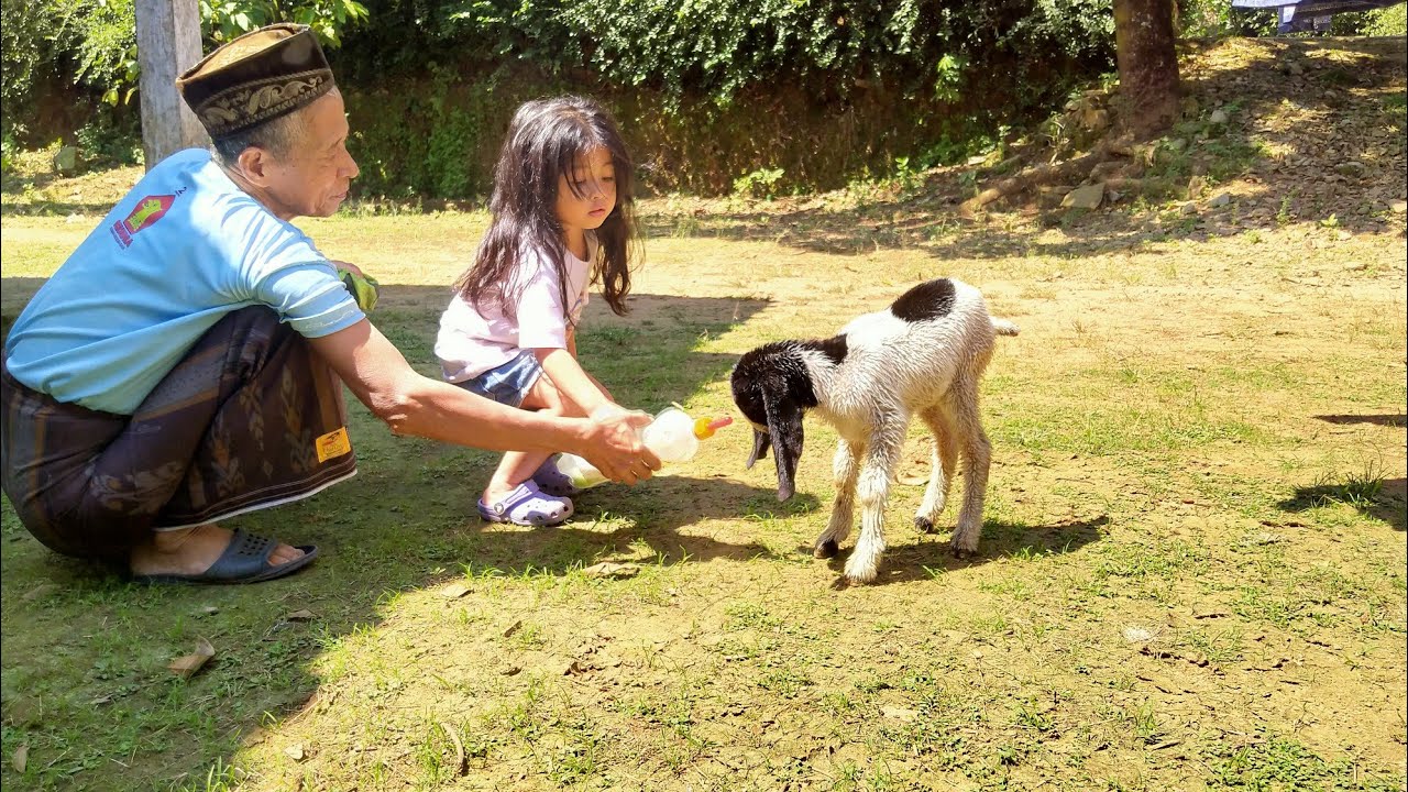 Kisah Mengharukan Bayi Kambing Yang Di Tinggal Mati ibunya !!!