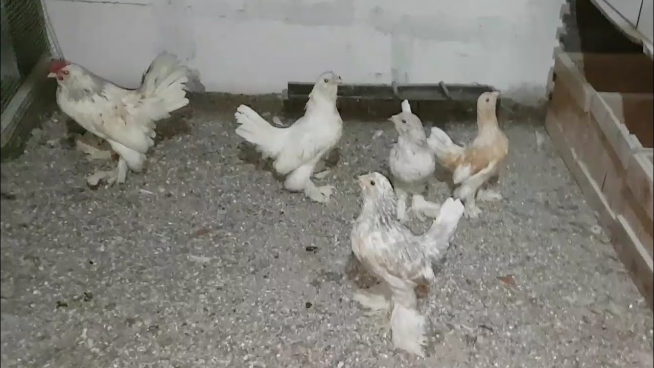 TAVUKLARA VEBA + BRONŞİT AŞISI NASIL UYGULANMALI
