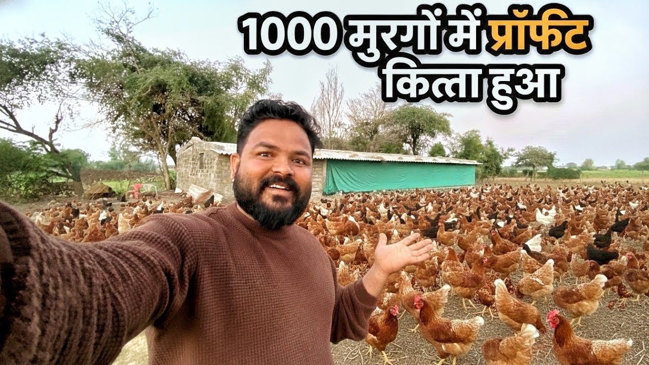 1000 मुर्गों में कितना प्रॉफिट हुआ 🤔