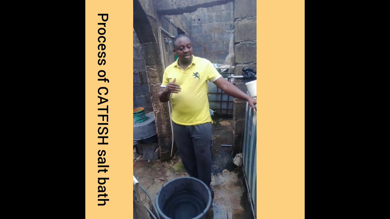 IMPORTANCE AND PROCESS OF CATFISH SALT BATH....11\02\2020