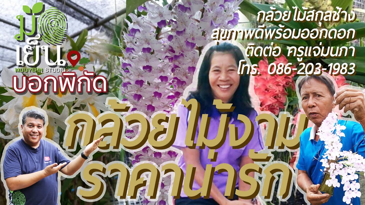 กล้วยไม้งาม ราคาน่ารัก ตามหากล้วยไม้สกุลช้าง สุขภาพดีพร้อมออกดอก ติดต่อ ครูแจ่มนภา โทร. 086-203-1983