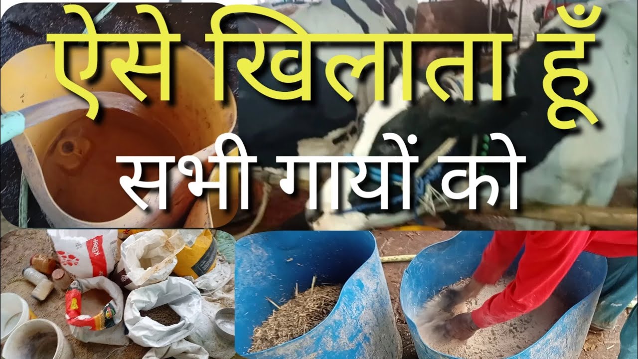 अपनी गाय को feeding कैसे करा रहा हूँ, ejju dairy farm bihar