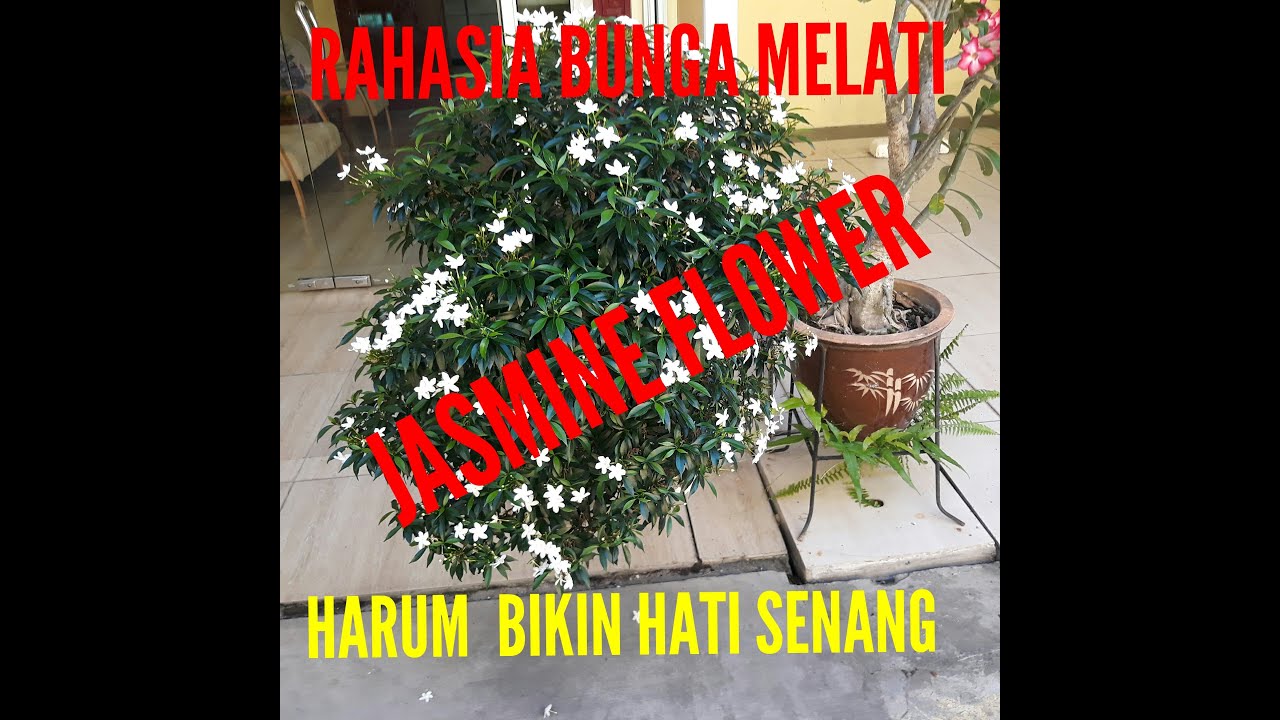REVIEW JASMINE FLOWER SECRETS FOR BEAUTY & HEALTH