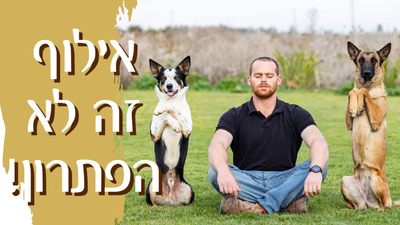 הפתרון לכל בעיות ההתנהגות של הכלבים - Be the Way עולם האיזון