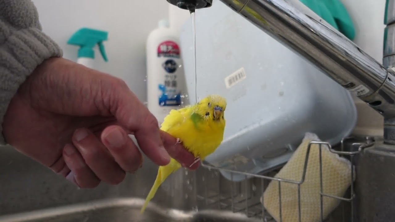 バレンタインデーはチョコより水浴びだ🚿セキセイインコ、チャッピー Chappy the budgie prefers a bath over chocolate on Valentine's Day.