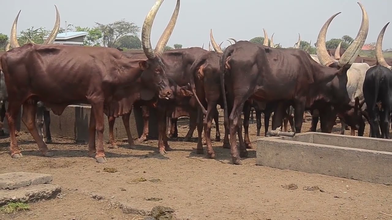 EKYEYA KISUZA ABALUNZI NGA BAKUKUNADDE-KASESEAA#bukeddetvclips #ntvnews
